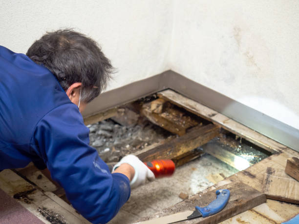 Best Affordable Mold Removal  in Woodworth, LA