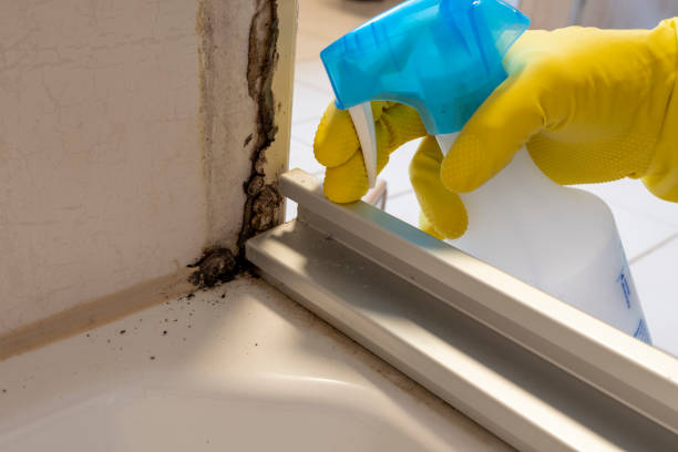 Attic Mold Removal in Woodworth, LA