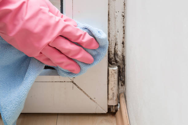Best Office Mold Removal Services  in Woodworth, LA